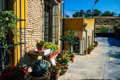 Potted plants outside house