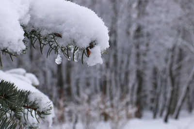 Close-up of frozen tree