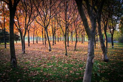 Trees in park