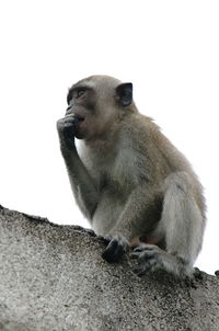 Low angle view of monkey sitting on wall