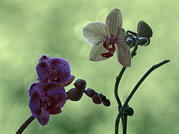 Close-up of purple flowering plant