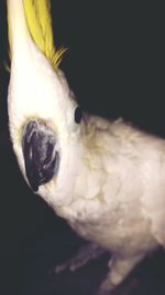 Close-up of cat against black background
