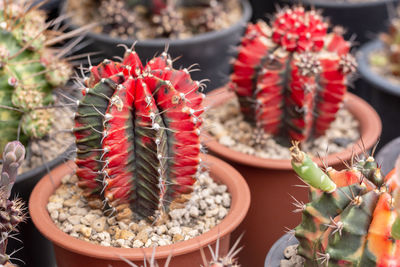 Close-up of succulent plant