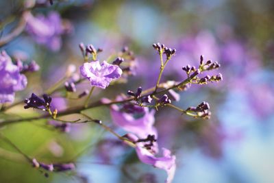 Close-up of insect on purple flowers