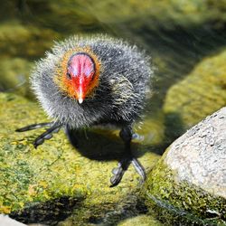 Close-up of bird