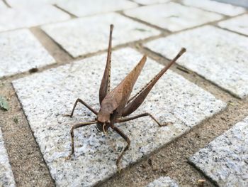 High angle view of insect