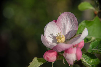 Close-up of pink flowering plant