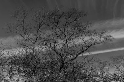 Close-up of bare tree against cloudy sky