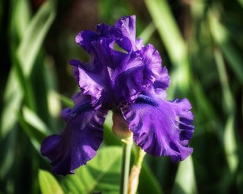 Close-up of purple iris flower