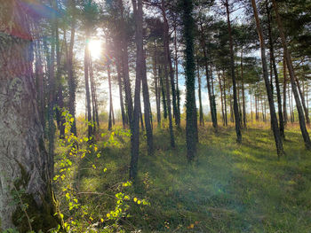 Sunlight streaming through trees in forest