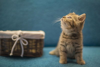 Close-up of a cat