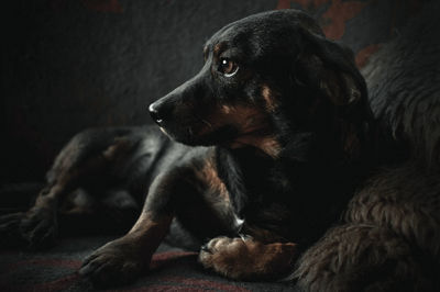 Close-up of dog resting