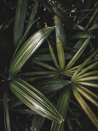 Full frame shot of palm leaves on field