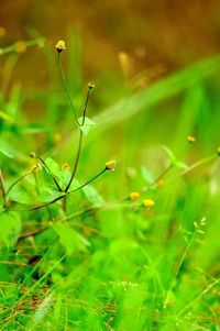 Close-up of grass growing on field