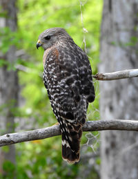 Close-up of eagle perching on branch