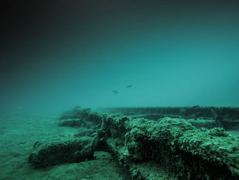 View of coral swimming in sea