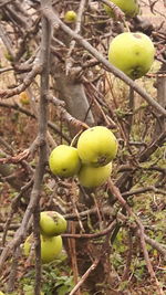 Close-up of fruits on tree