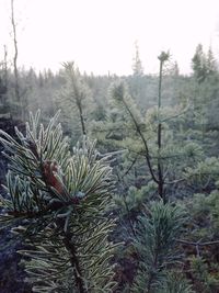 Close-up of pine tree