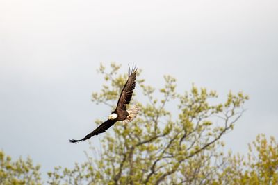 Bird flying in the sky