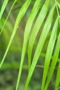 Close-up of fresh green grass in field