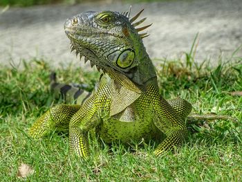 Close-up of a lizard on a field