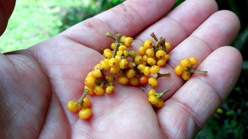 Close-up of hand holding fruit
