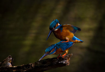 Close-up of birds mating on branch
