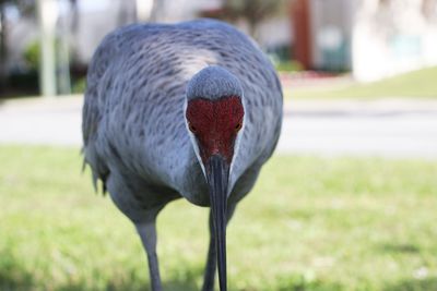 Close-up of a bird on field