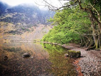 Scenic view of lake in forest