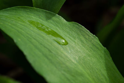 Close-up of raindrops on leaves