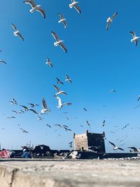 Seagulls flying in sky