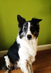 Close-up portrait of dog