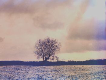 Bare tree on snow covered landscape against sky