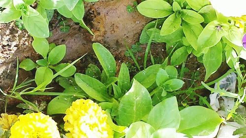 Close-up of green leaves on plant