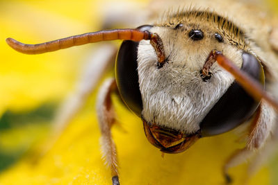 Close-up of bee