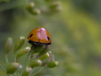 Close-up of ladybug on plant