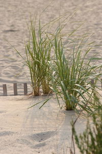 Plants growing in water