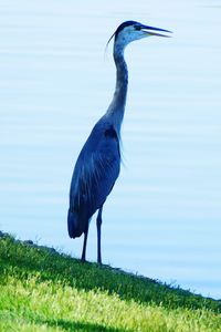 View of a bird on grass