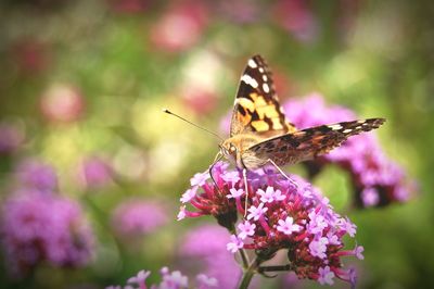 Close-up of butterfly on flower