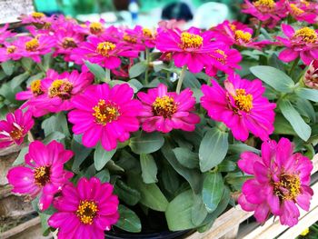 Close-up of pink flowers blooming outdoors