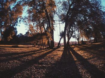 Trees growing on landscape