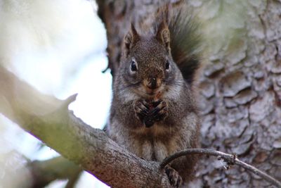 Low angle view of squirrel on tree