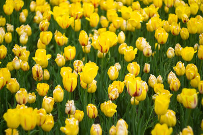 Full frame of yellow flowers blooming in field
