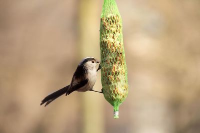 Close-up of bird perching outdoors