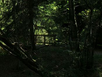 Trees in forest