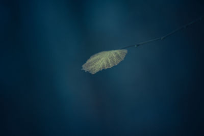 Close-up of autumn leaf