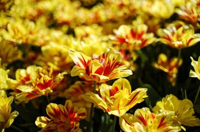 Close-up of yellow flowering plants