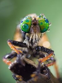 Close-up of spider