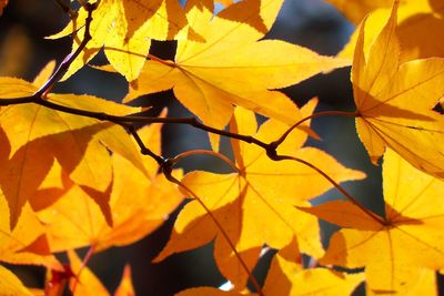 Close-up of yellow maple leaves