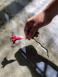 Close-up of hand holding red flower against reflection in puddle of water on the floor.